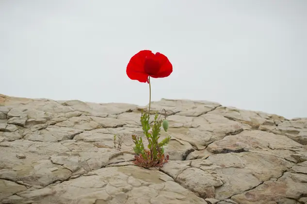 Foto von Levi Meir Clancy auf Unsplash